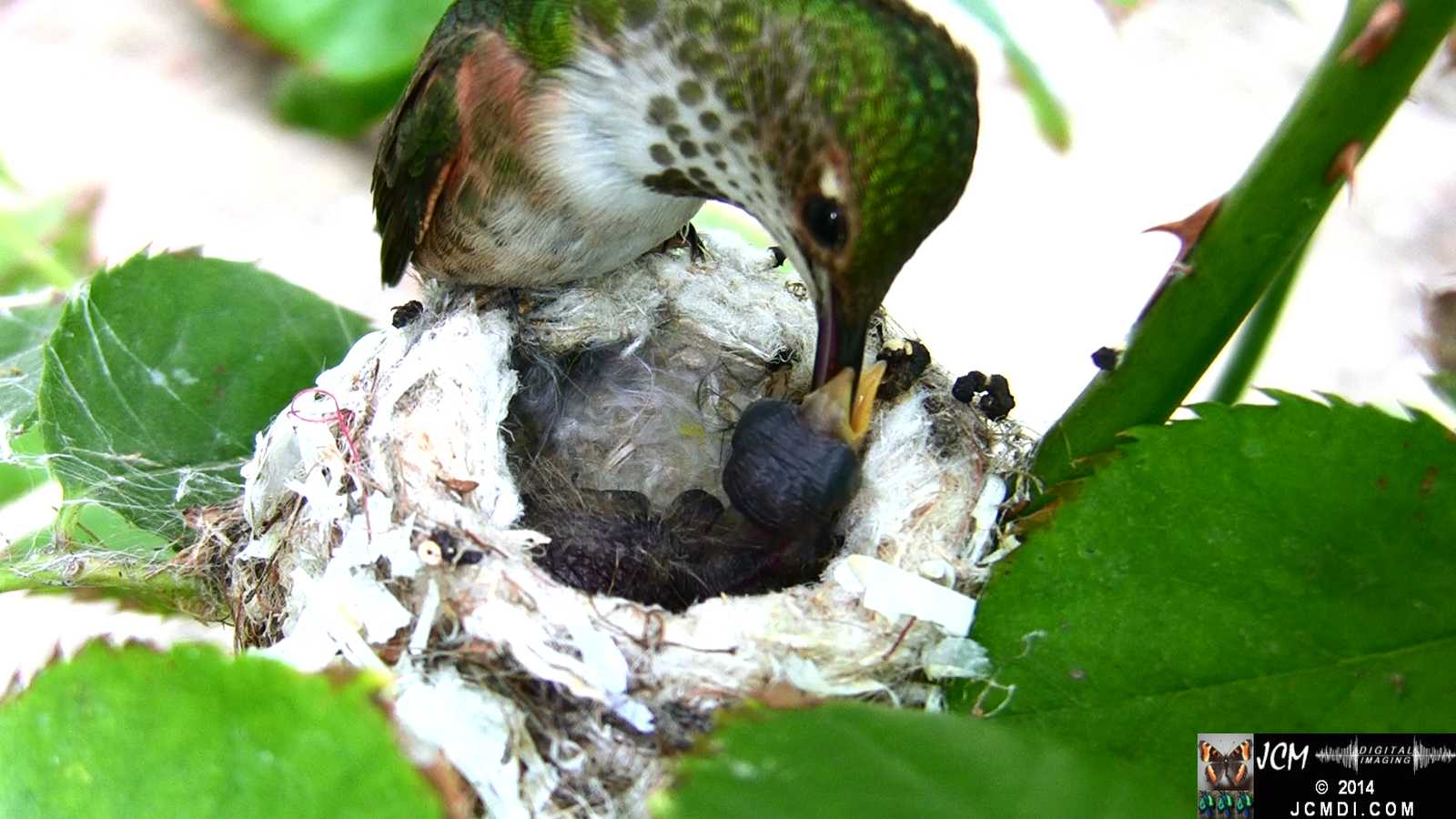 Allens Hummingbird feeding chick 2